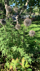 Echinops