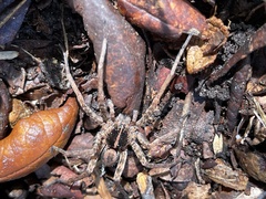 Tigrosa georgicola