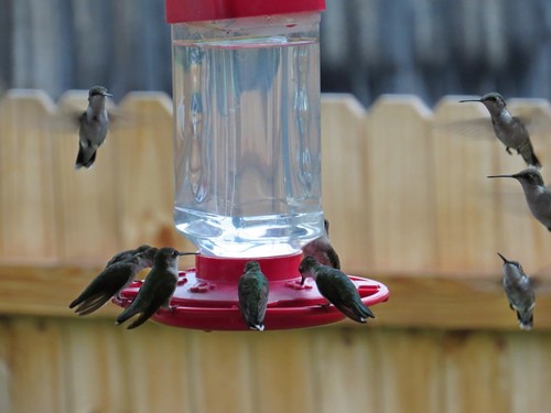 Ruby-throated Hummingbird photographed in West Virginia