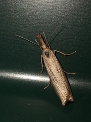 Agriphila vulgivagellus