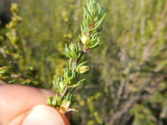 Cliffortia teretifolia