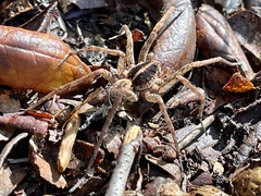 Tigrosa georgicola