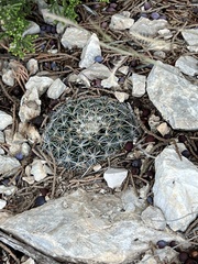 Mammillaria heyderi