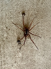 Tigrosa georgicola