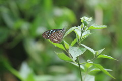 Ideopsis similis similis