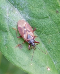 Gastrodes abietum