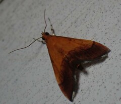 Pyrausta bicoloralis
