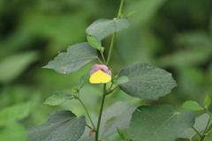 Eurema hecabe