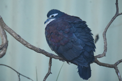 White-Breasted Ground Dove photo 2