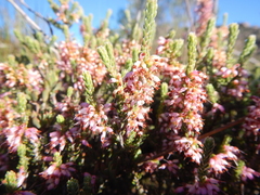 Erica inaequalis