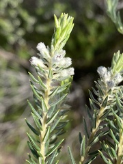 Phylica pinea