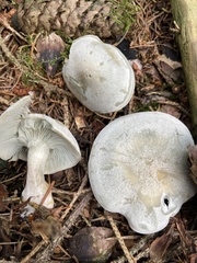 Clitocybe