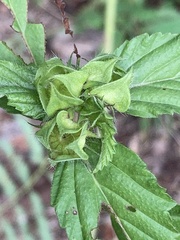 Malvastrum coromandelianum