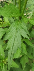 Erechtites valerianifolius