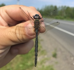 Somatochlora flavomaculata