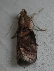 Acrobasis