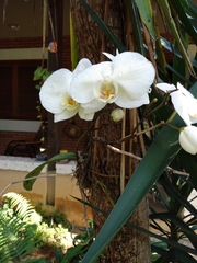 Phalaenopsis