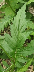 Erechtites valerianifolius
