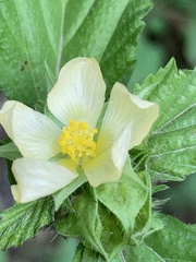 Malvastrum coromandelianum