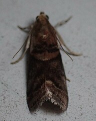 Acrobasis