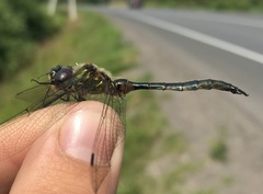 Somatochlora flavomaculata