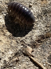 Armadillidium argolicum