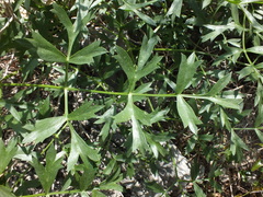 Laserpitium gallicum