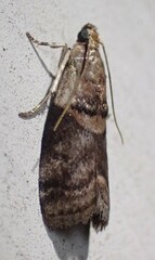 Acrobasis