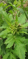 Erechtites valerianifolius