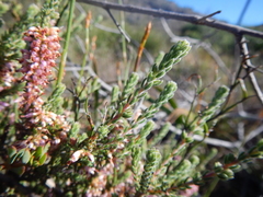 Erica inaequalis