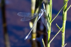 Lestes disjunctus