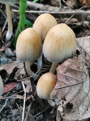 Coprinellus micaceus