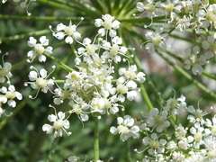 Laserpitium gallicum