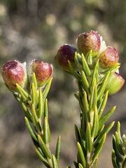 Phylica pinea