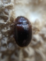 Pocadius