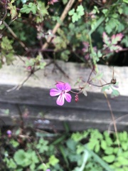 Geranium robertianum