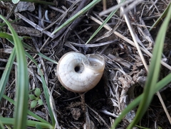 Xerolenta obvia