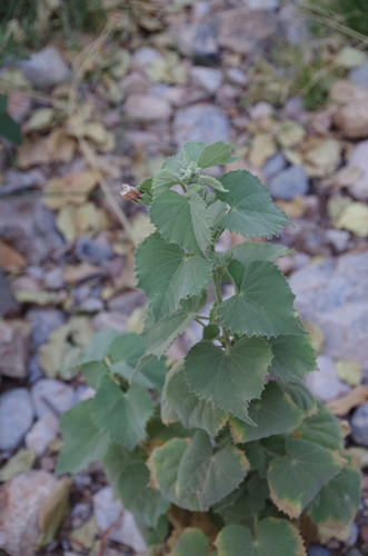 Image of Abutilon pycnodon by (c) Eric Knight, some rights reserved (CC BY)