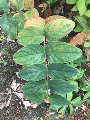 Hypericum androsaemum