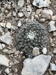 Mammillaria heyderi
