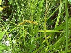 Carex vulpina