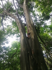 Chloroleucon mangense