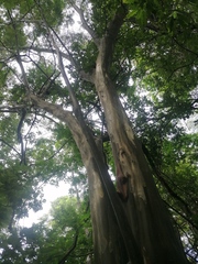 Chloroleucon mangense