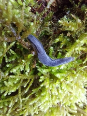 Arion hortensis