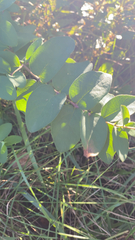 Symphoricarpos occidentalis