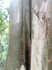 Ancistrocercus circumdatus