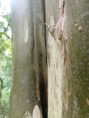 Ancistrocercus circumdatus