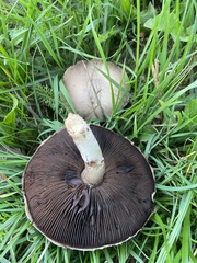 Agaricus campestris