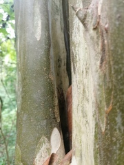 Ancistrocercus circumdatus