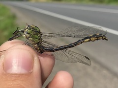 Ophiogomphus cecilia